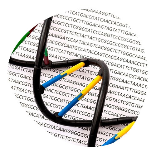 Image of DNA represented by a realistic plastic model