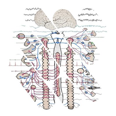 Understanding Brain Signals