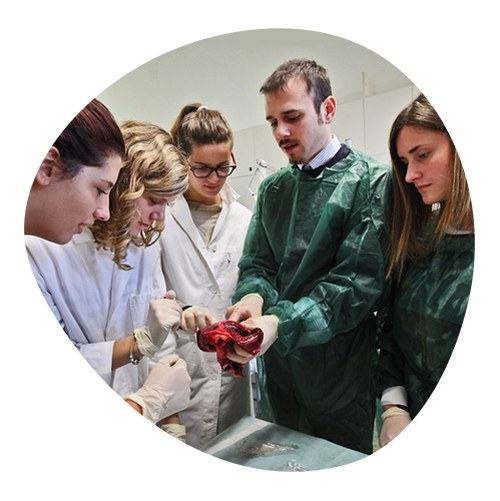 Group of students with tutors analyzing a human heart in laboratory