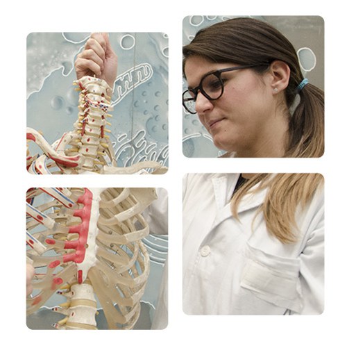 Student in lab coat analyzing human skeleton model