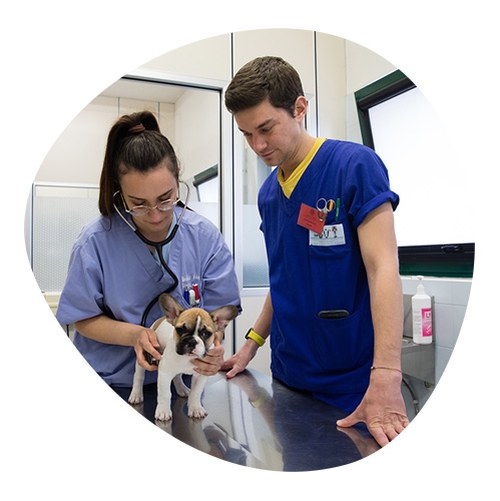 Students performing veterinary examination of a French bull dog puppy