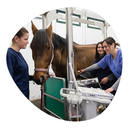 Three female students visit a horse in a riding centre
